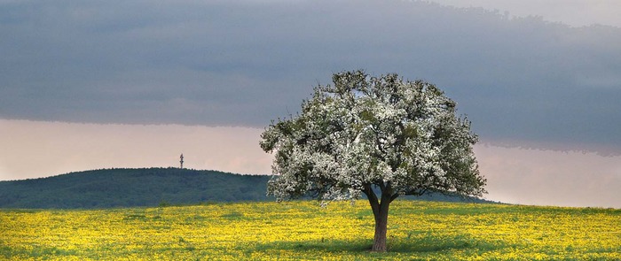 Es steht ein Baum im Odenwald