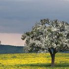 Es steht ein Baum im Odenwald