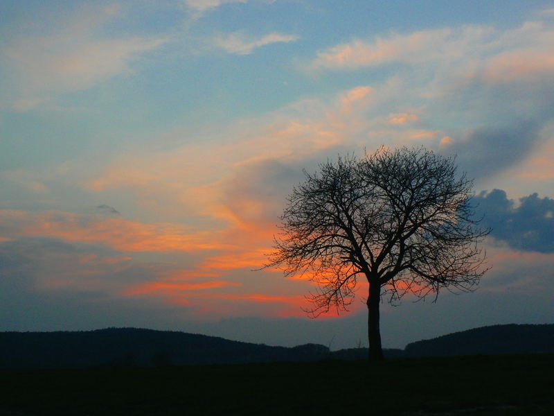 Es steht ein Baum im Odenwald.....