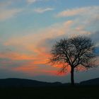 Es steht ein Baum im Odenwald.....