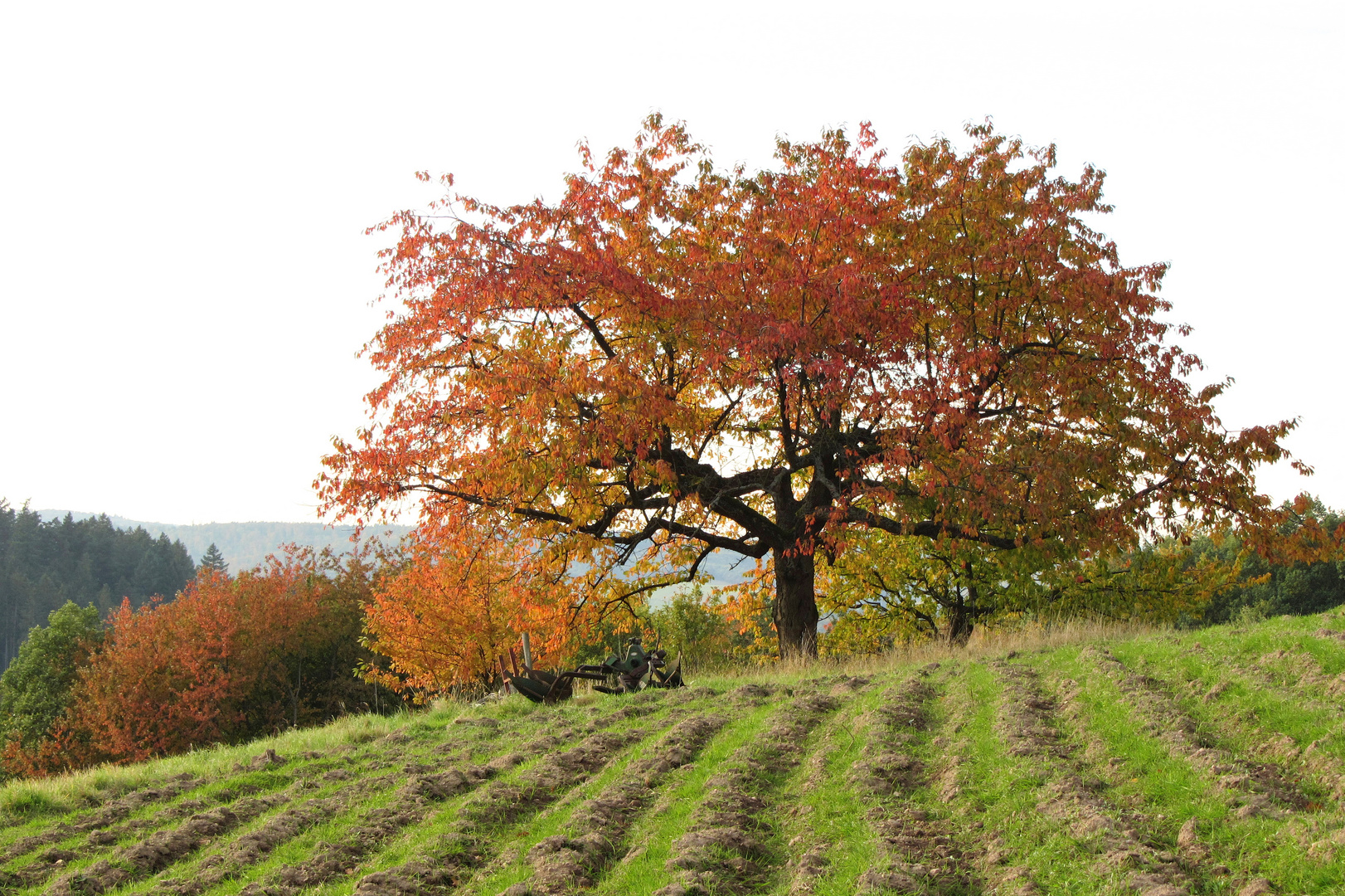 Es steht ein Baum im Odenwald - bei Böllstein