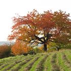 Es steht ein Baum im Odenwald - bei Böllstein