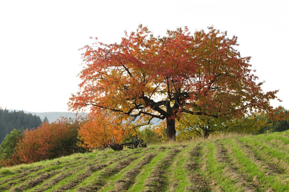 Es steht ein Baum im Odenwald bei Böllstein Foto & Bild world