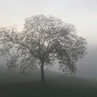 es steht ein Baum im Odenwald