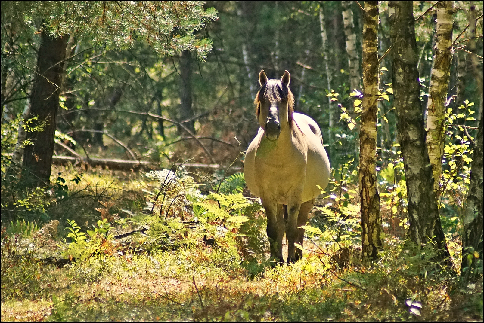 Es steht ein Pferd auf dem Flur