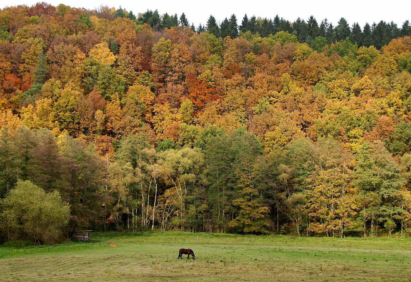 es steht ein Pferd auf der Herbstwiese