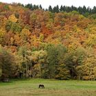 es steht ein Pferd auf der Herbstwiese