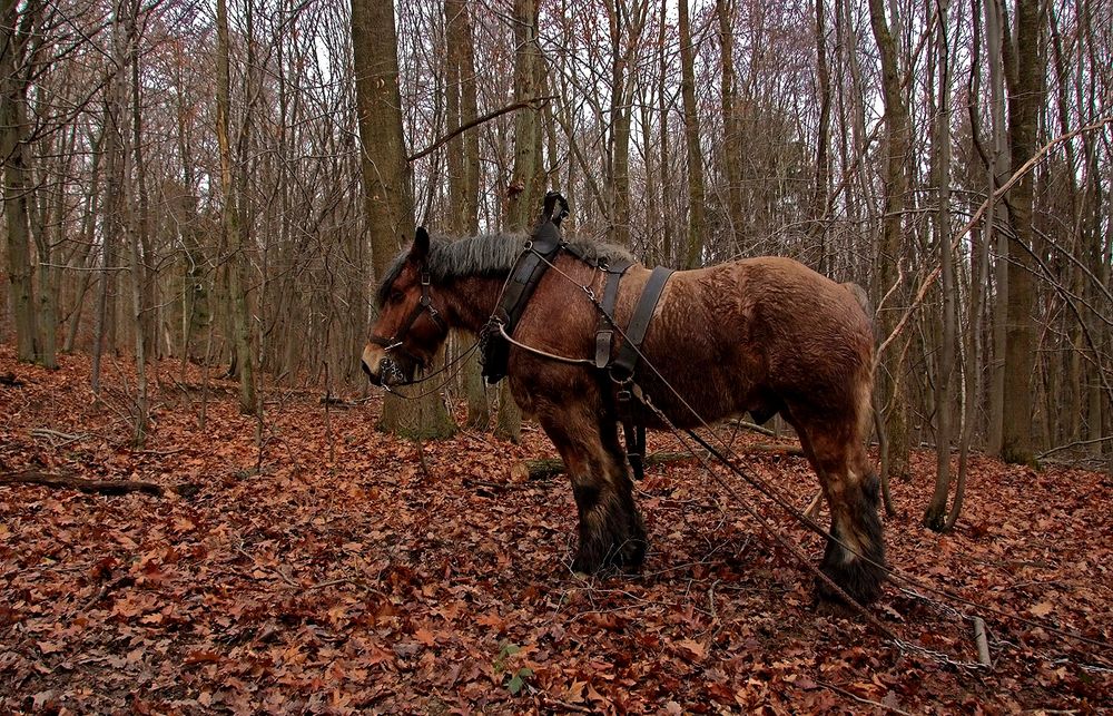 Es steht ein Pferd auf`m Flur im Wald .....