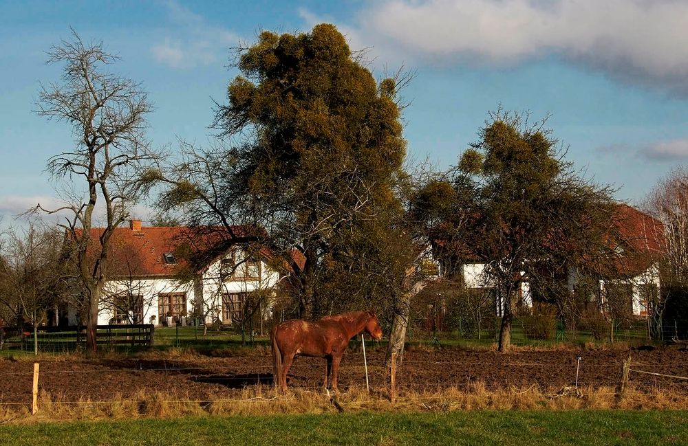 Es steht ein Pferd hinterm Haus ....