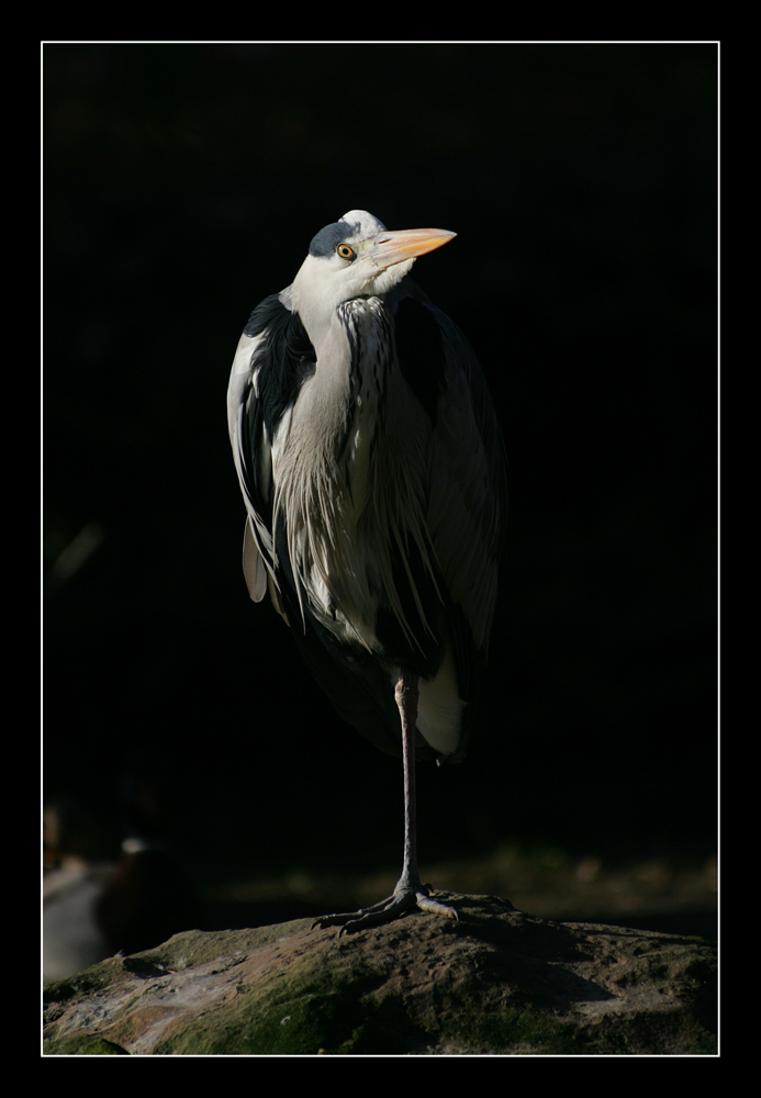 Es steht ein Vogel auf einem Bein