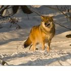 es steht ein Wolf im Wald