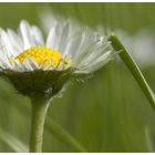 ...es steht eine kleine blume auf meiner wiese...