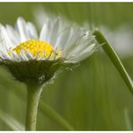 ...es steht eine kleine blume auf meiner wiese...