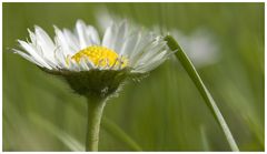 ...es steht eine kleine blume auf meiner wiese...