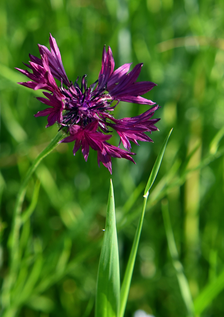 Es steht ne einsame Kornblume.....