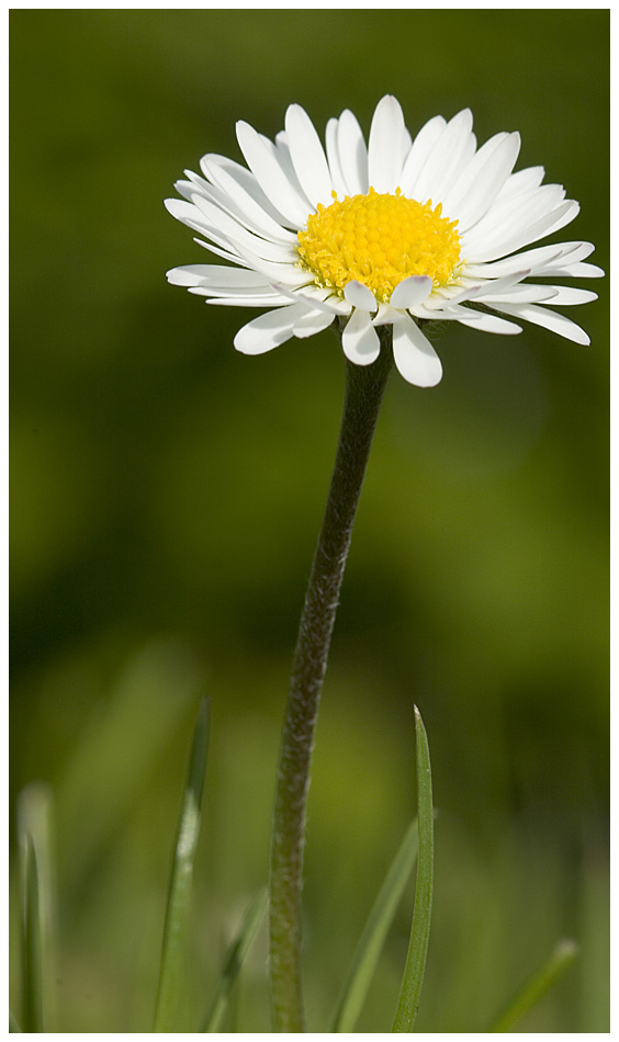 ...es steht noch eine kleine blume auf meiner wiese (reload)...