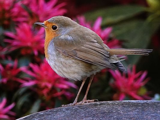 es sucht sich immer die Blüten aus