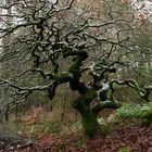 Es  "süntelt" in der Eifel: