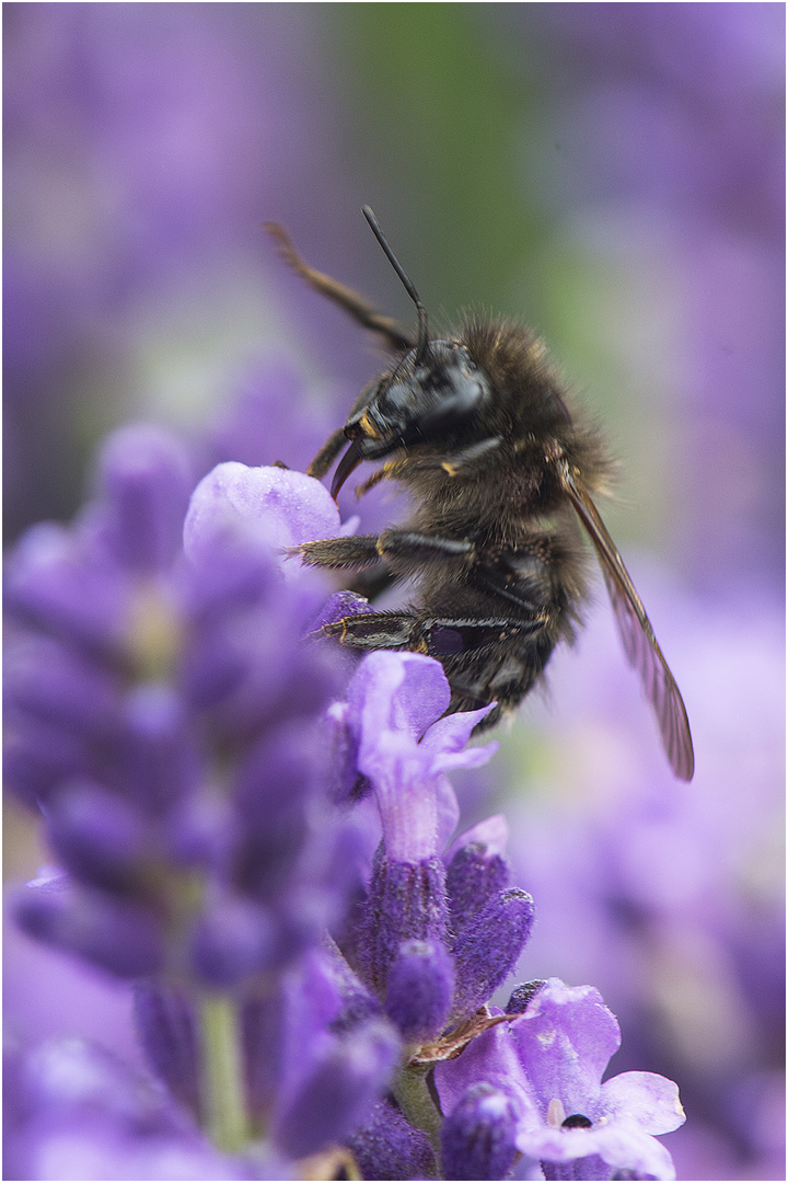 Es summt, brummt und flattert im Lavendel (1)