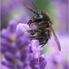 Es summt, brummt und flattert im Lavendel (1)