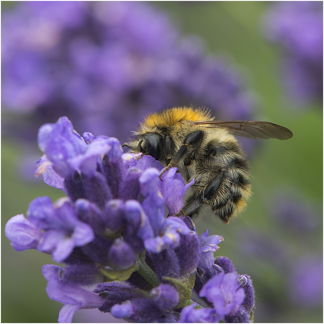 Es summt, brummt und flattert im Lavendel (2)