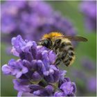 Es summt, brummt und flattert im Lavendel (2)