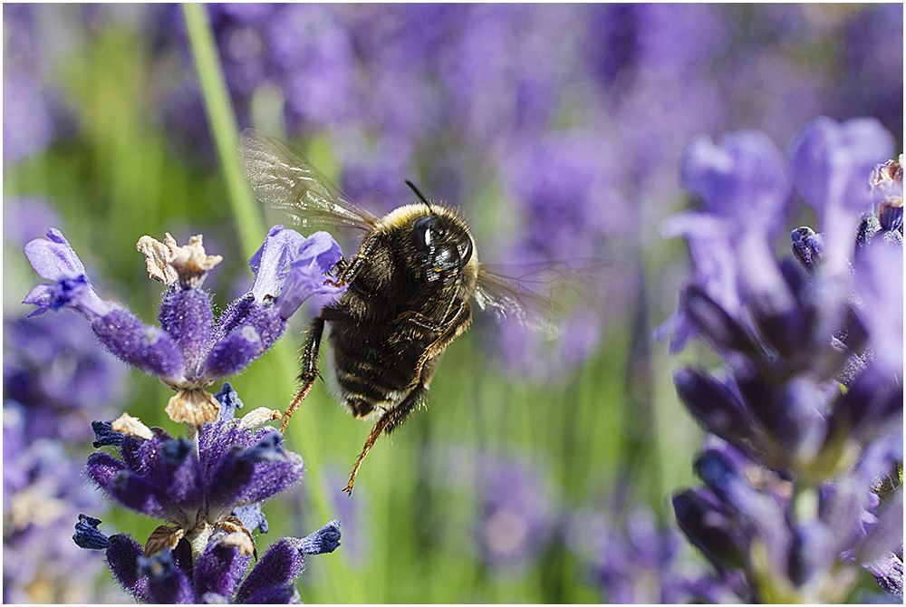  Es summt, brummt und flattert im Lavendel (3)