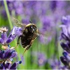  Es summt, brummt und flattert im Lavendel (3)