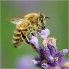 Es summt, brummt und flattert im Lavendel (4)