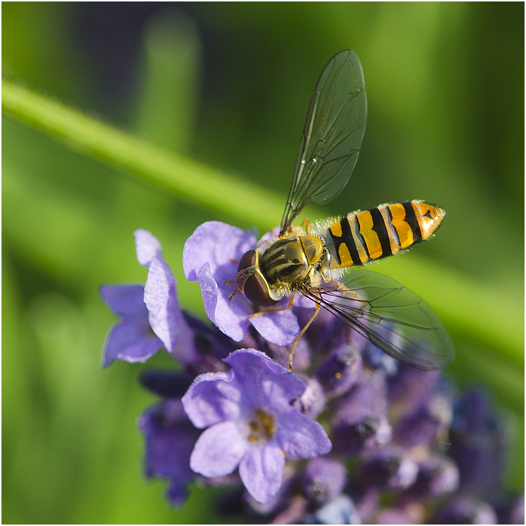 Es summt, brummt und flattert im Lavendel (5)