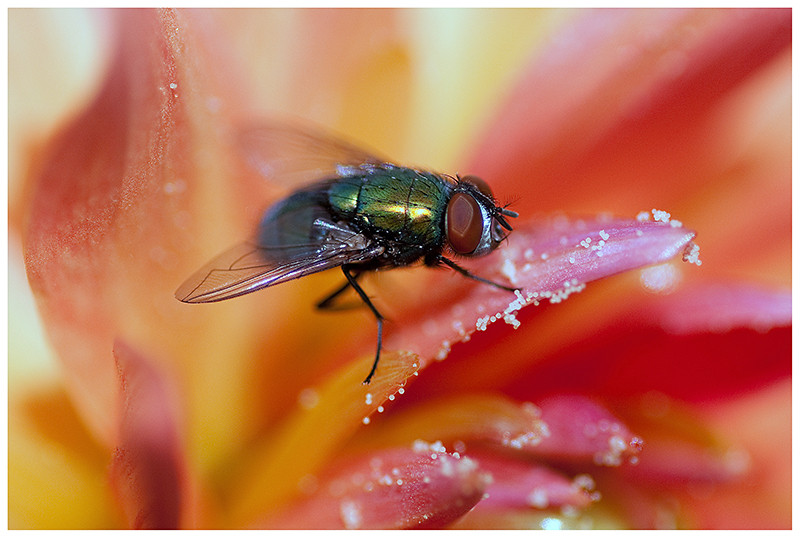 es summt im Garten I