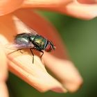 es summt im Garten II