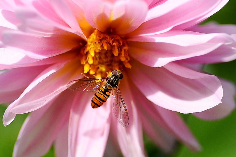 es summt im Garten III