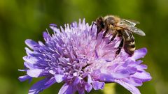 Es summt in den Blumen- Wiesen 