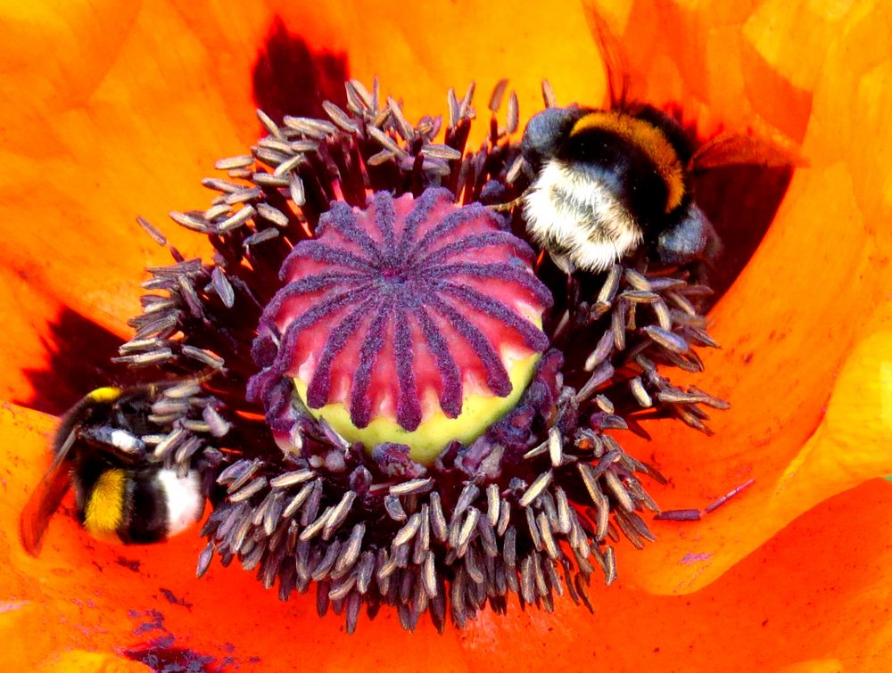 Es summt und brummt... Foto & Bild | landschaft, jahreszeiten ...