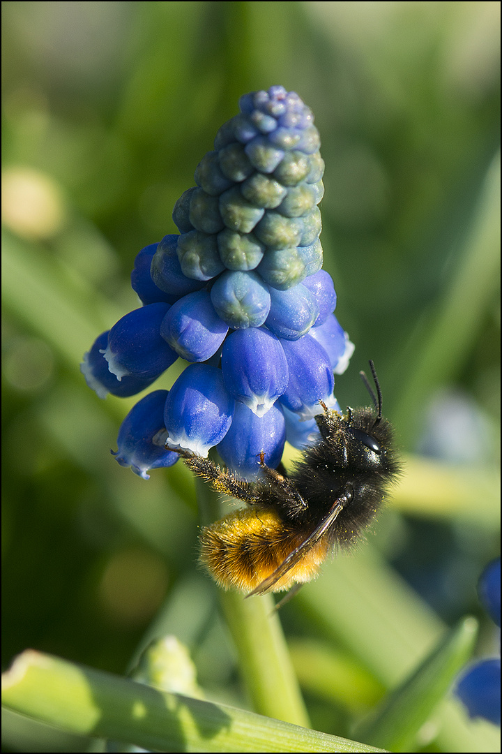 Es summt und brummt . . . (3) - Wildbiene oder Hummel?