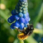 Es summt und brummt . . . (3) - Wildbiene oder Hummel?