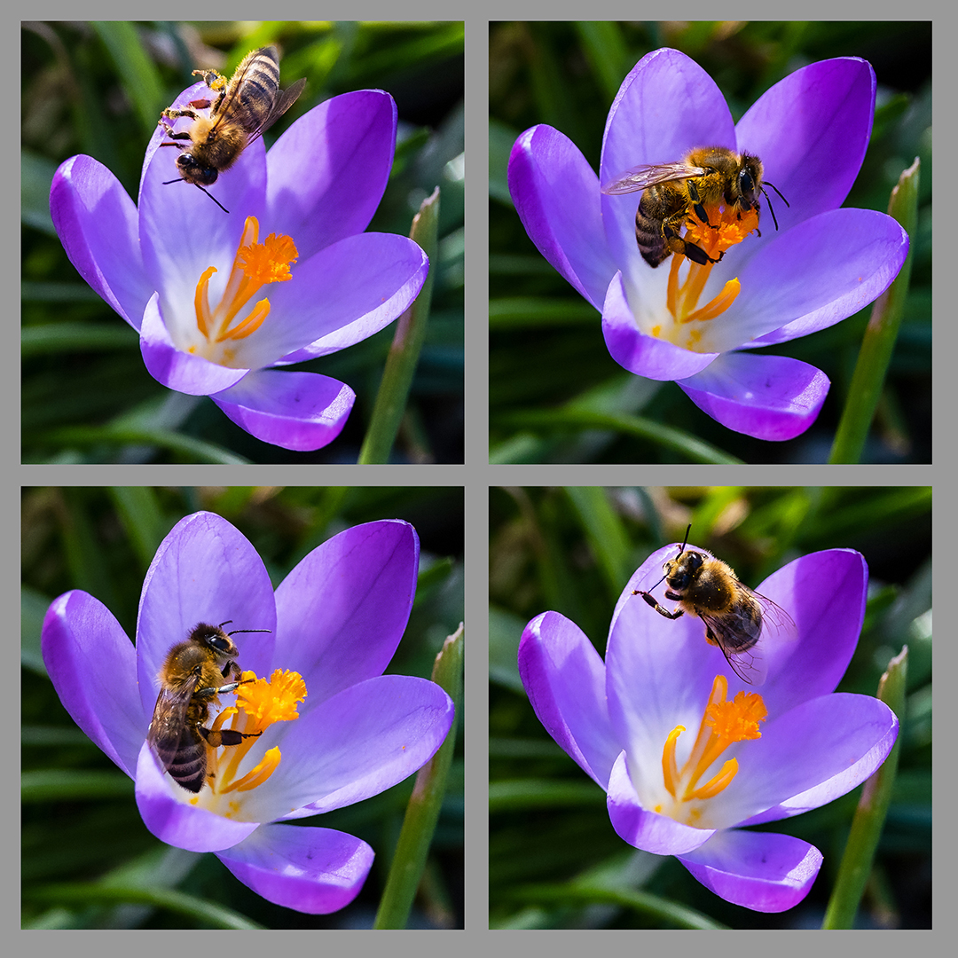 es summt und brummt - der Frühling ist da