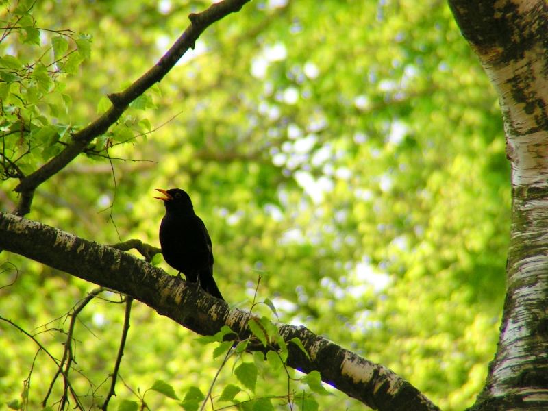 Es tagt, der Sonne weckt alle Kreatur Foto & Bild tiere, wildlife, wild lebende Es tagt, der Sonne weckt alle Kreatur Foto & Bild tiere, wildlife, wild lebende