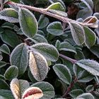 Es taut, oder: Wenn die Sonne auf den Cotoneaster scheint...