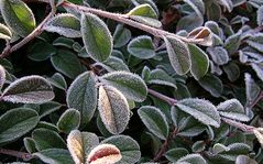 Es taut, oder: Wenn die Sonne auf den Cotoneaster scheint...