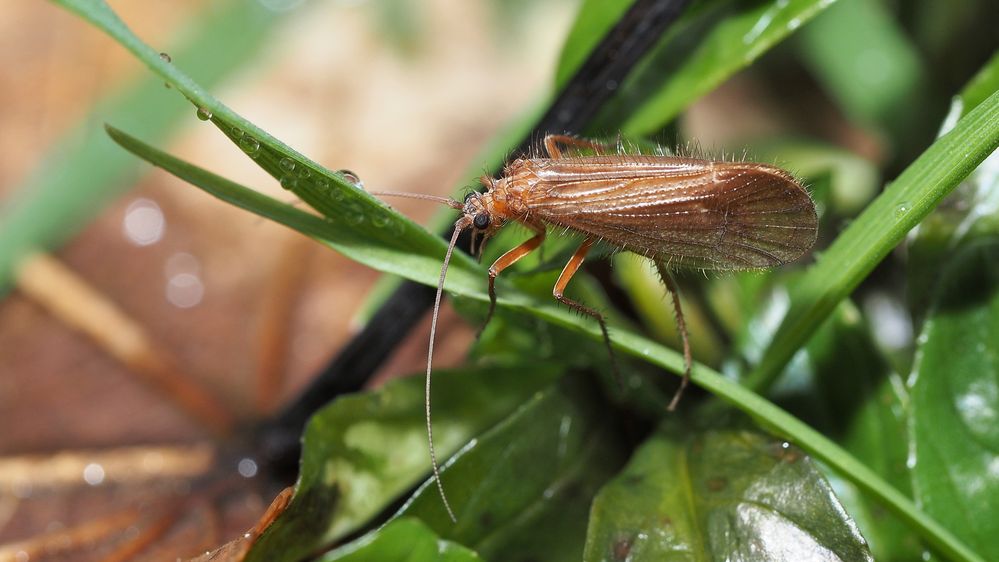 Es taut und schon sind die Köcherfliegen 