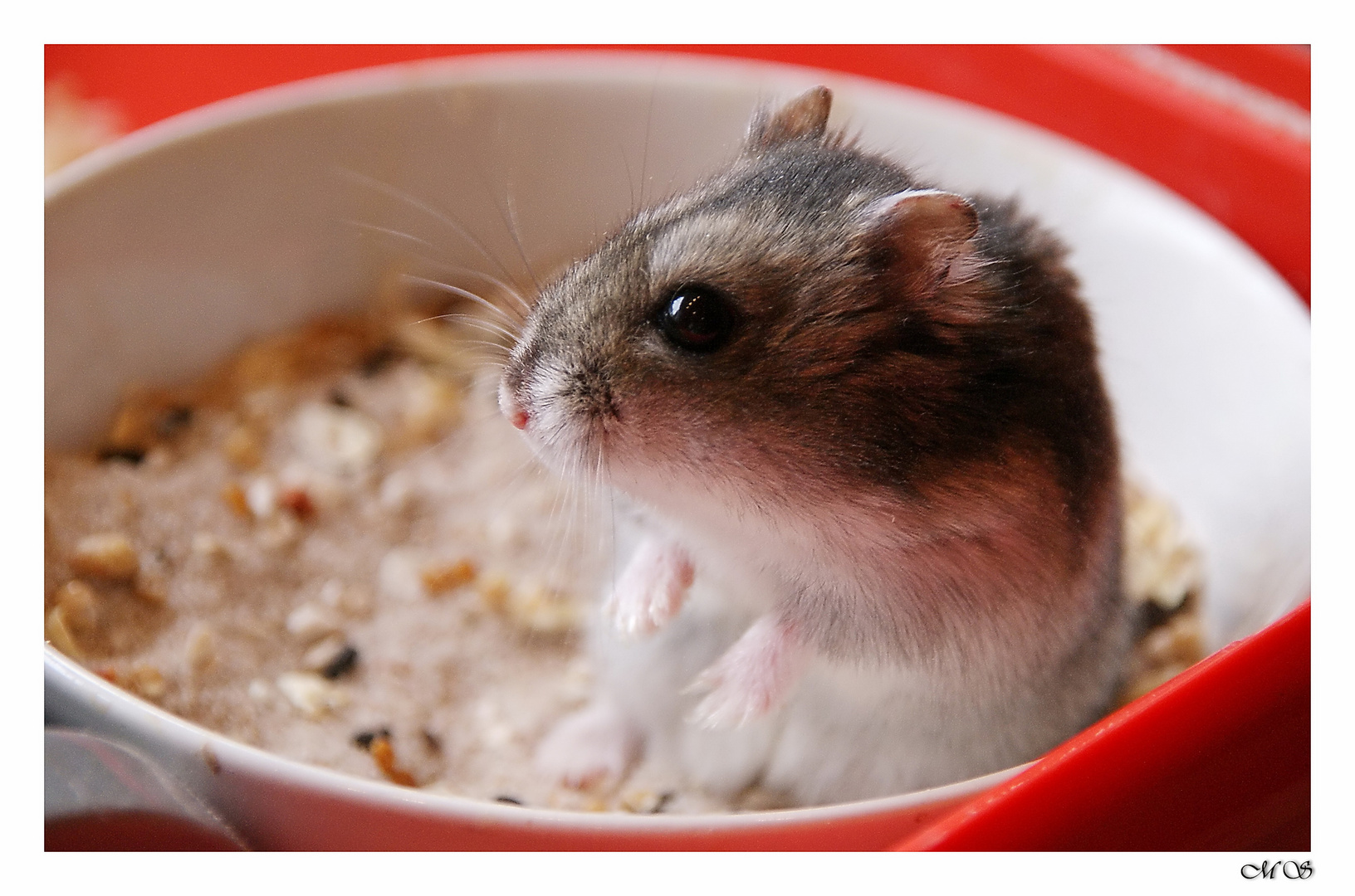 Es tobt der Hamster vor meinem Fenster