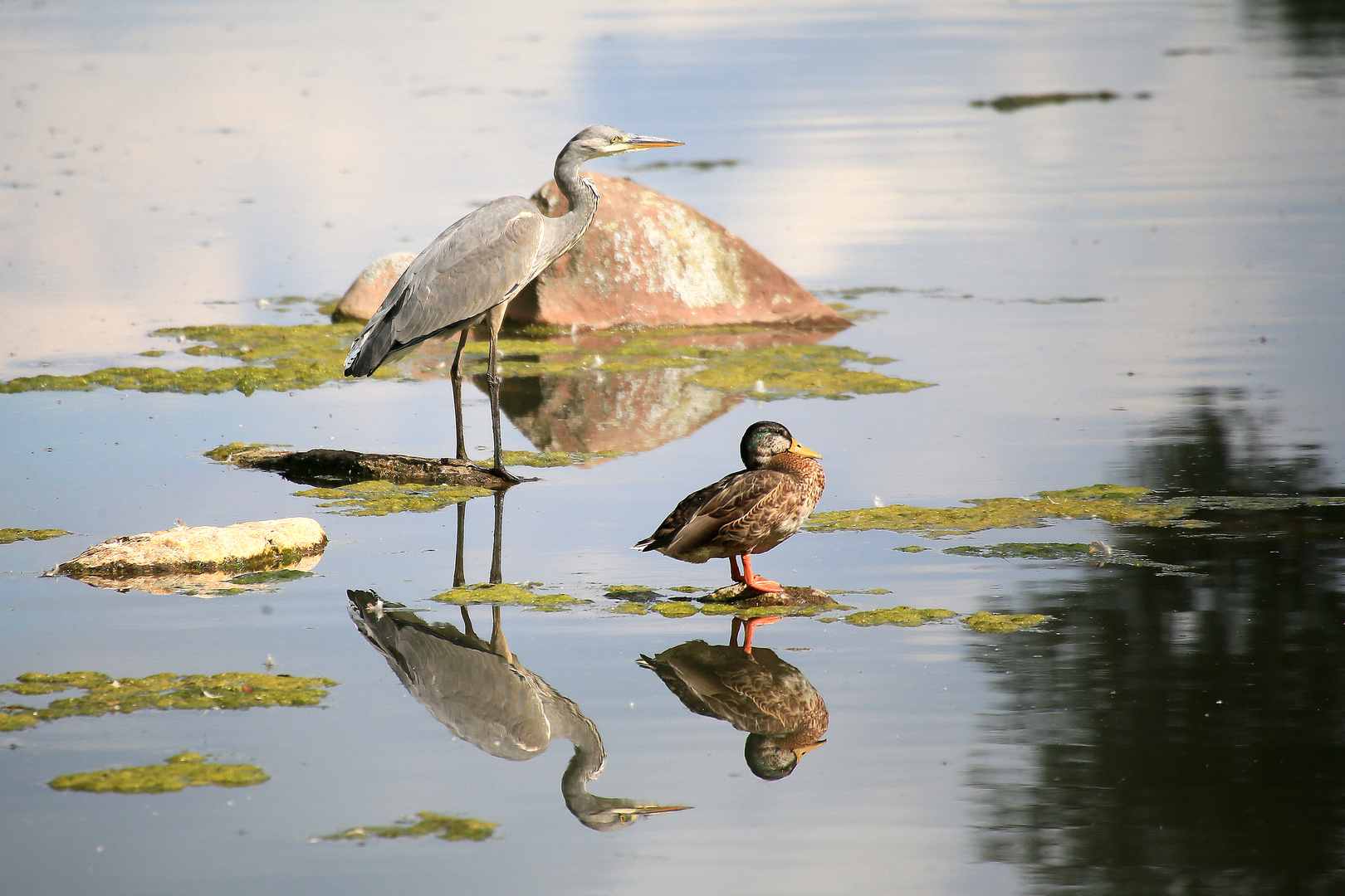 Es trafen sich am Weiher,