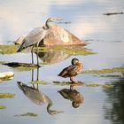 Es trafen sich am Weiher,