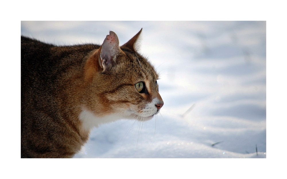 Es tropft, schneit und friert IV: Eisiger Blick?