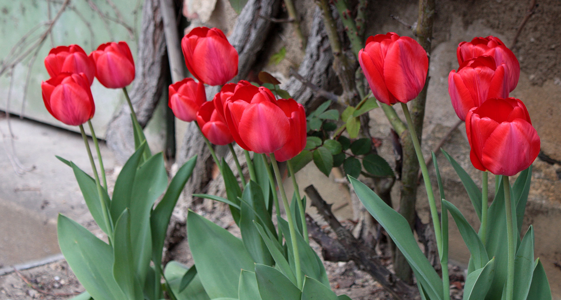 es tulpt im Garten