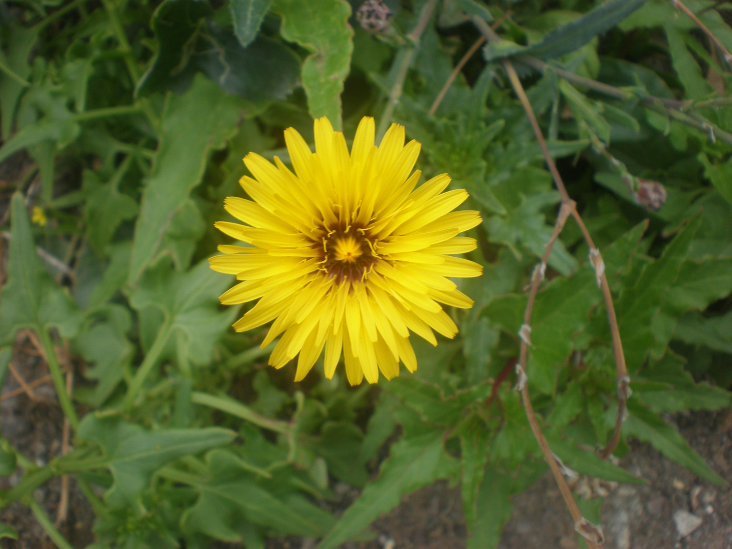 Es una flor silvestre, no conozco su nombre, pero si es originaria de Tenerife.