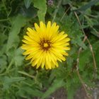 Es una flor silvestre, no conozco su nombre, pero si es originaria de Tenerife.