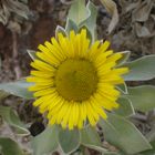 Es una margarita originaria de Canarias